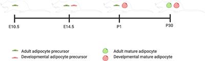 The Role of Adipocyte Precursors in Development and Obesity